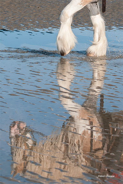 Reflect by Helen Peppe