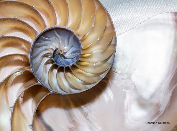 Nautilus by Christine Catalano