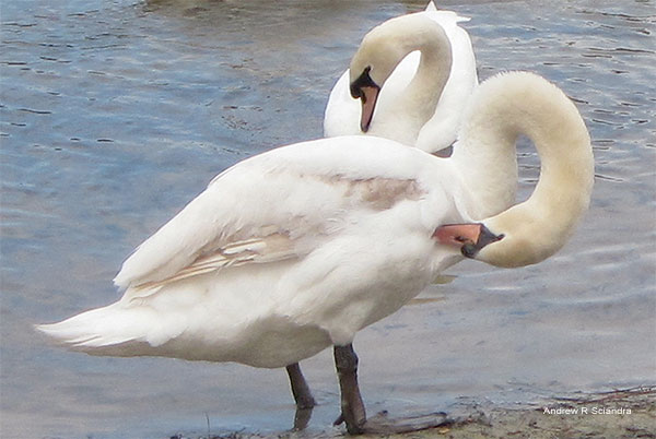 Savannah Swans by Andrew R Sciandra